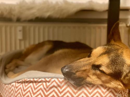 Appartement 194 Fewo Dat LütjeHuus mit Dachterrasse im ersten Stock Plönerstraße 49 Lütjenburg