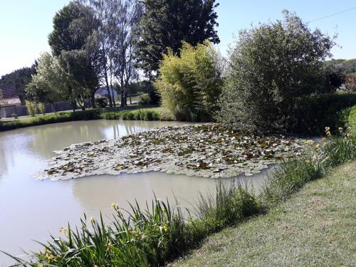 A la campagne au centre des châteaux de la Loire- Les ROSEAUX Feings france