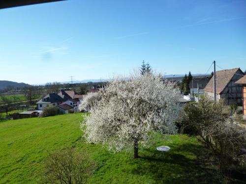 Appartement Albrecht guest apartement n/a 8, rue du Mal Foch, F-68680 Kembs, France Kembs