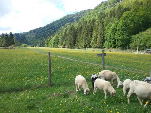 Appartement Almwohnung Neuner Obernach 9 Lac de Walchen