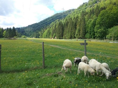 Almwohnung Neuner Lac de Walchen allemagne
