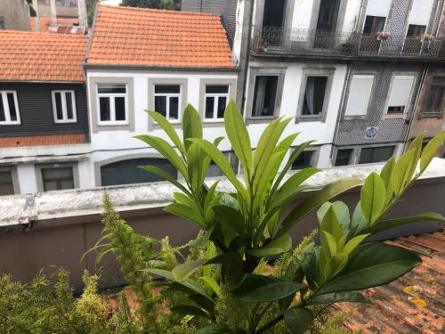 Appartement Alojamento Requinte Rua do Heroísmo, 241 1º Porto