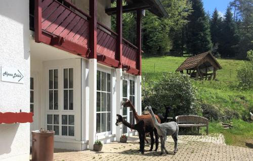 Alpaca-Village Lauterbach allemagne