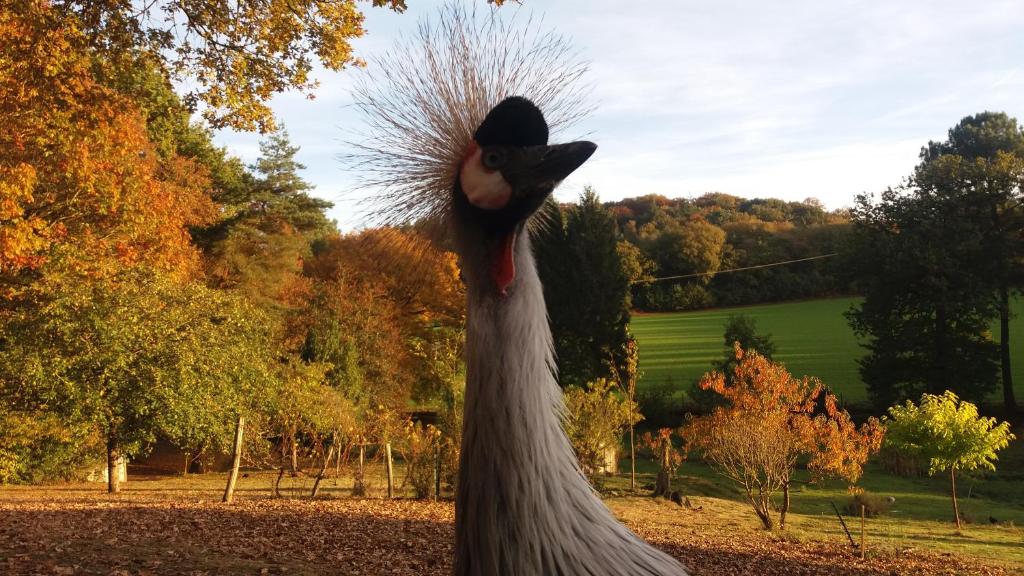 Séjour chez l'habitant Angelina et ses animaux 59 Le Val d'Uzel, 35470 Pléchâtel