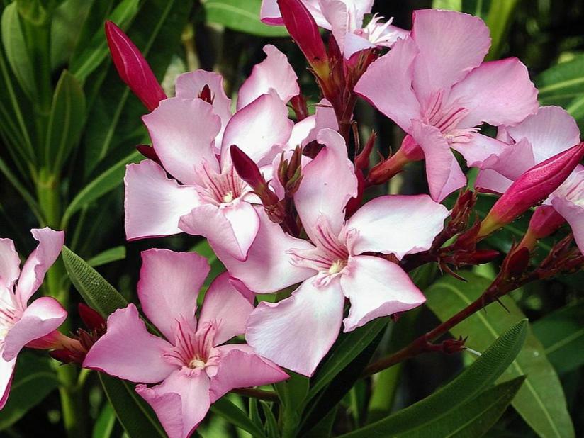 Oleander Hof Hauptstr.95A, 76879 Hochstadt