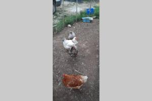 16Bis 1ch, 2-4pers, jardin Les Gîtes Bigoudens