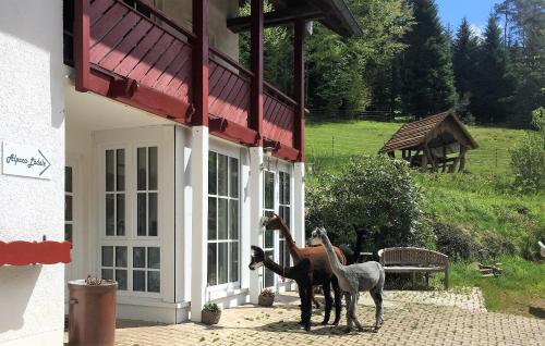 Alpaca-Village