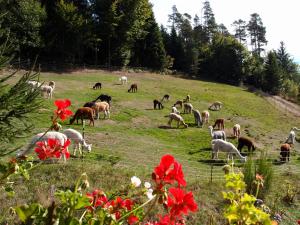 Alpaca-Village
