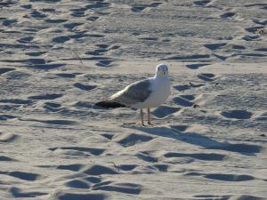 Am Ostseestrand