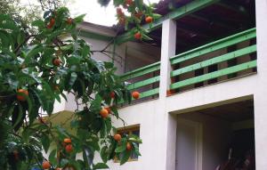 Amazing apartment in Sagone with 2 Bedrooms