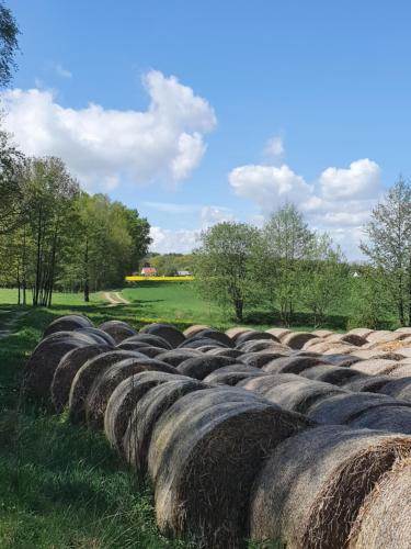 Anni's Waldblick