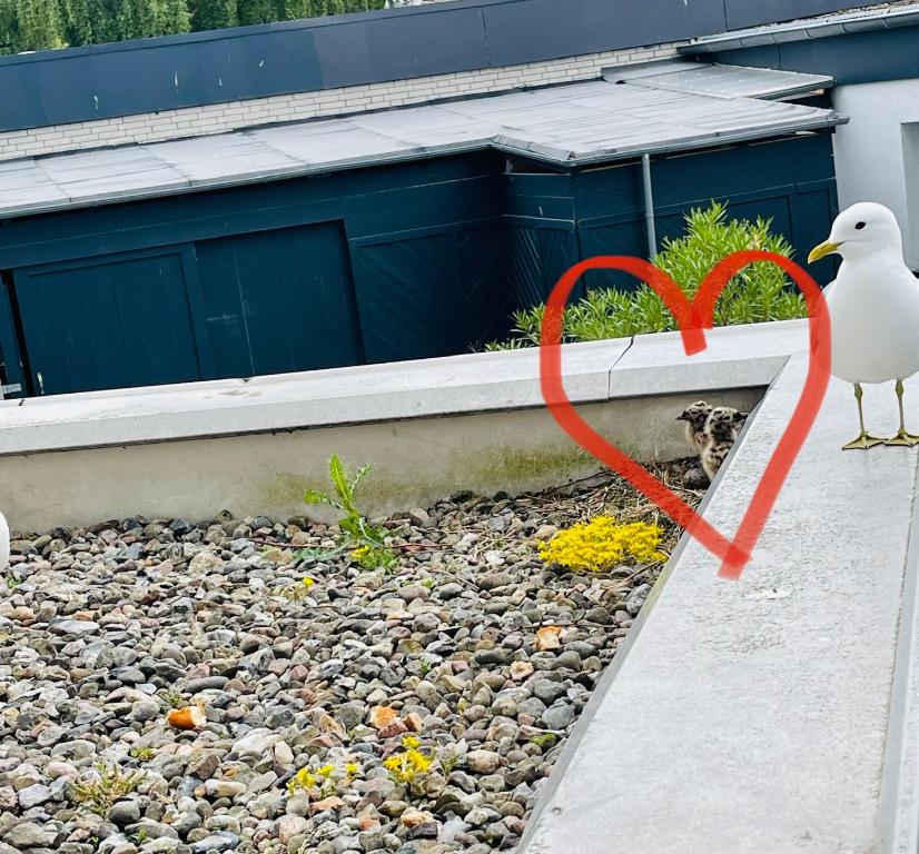 Apartment Mövenkoje für 1-2 Personen mit Pool 47 Seestraße, 23747 Dahme