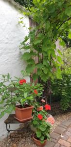 Appartement Gartenblick