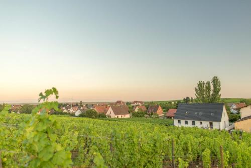 Aux pieds des vignes