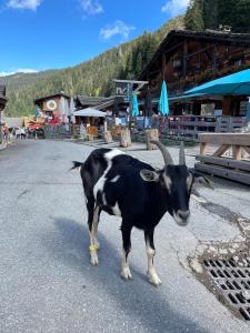 avoriaz au pied des pistes et des commerces, secteur Falaise, Immeuble Neva