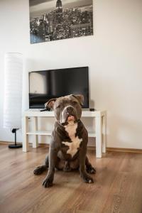 AVR Apartment HOF 8