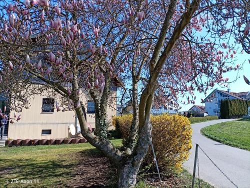 BodenSEE Holiday Home Insel Reichenau SEEnSUCHT