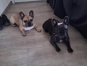 Appartement Bungalow Matilda - Hunde sind Willkommen 1 Finkenweg Ortsteil Grünewalder Lauch 01979 Lauchhammer Brandebourg