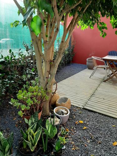 Casa das Yucas - Pátio Apartment