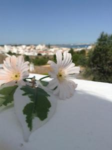 Appartement CasaDuarte \ 1 Rua Doutor João de Deus 8600-735 Lagos Algarve