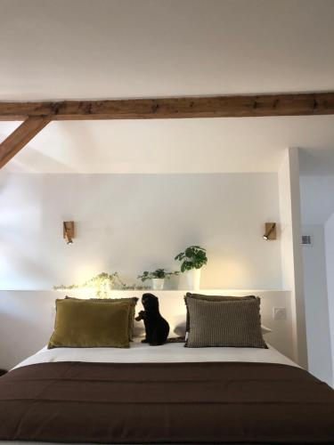Castor Coquin Aubagne Cassis Aix en Provence