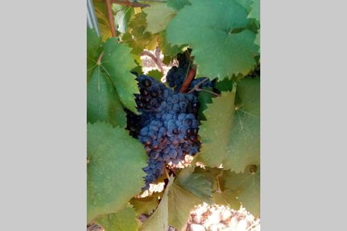 Charmant appartement T2 au coeur des vignes