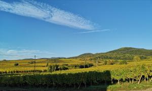 Charmant logement au cœur des vignes