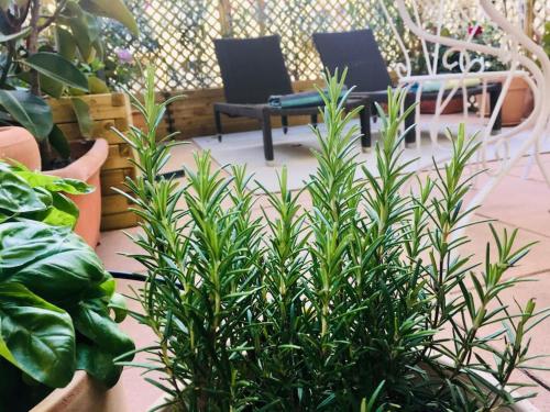Charming studio mezzanine w/ large terrace - Nice