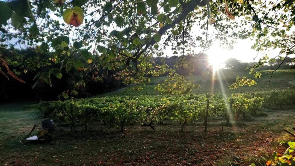 Château Régaldo-Saint Blancard 55 Avenue des Vignes, 33370 Salleboeuf