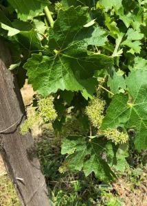 Château Régaldo-Saint Blancard
