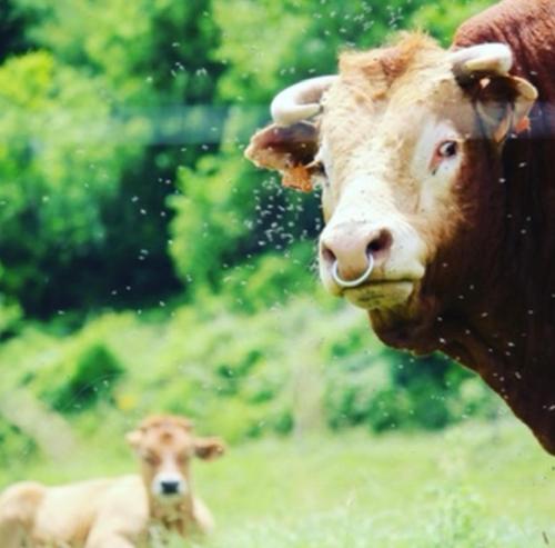 Cocon Cosy Villefranche centre