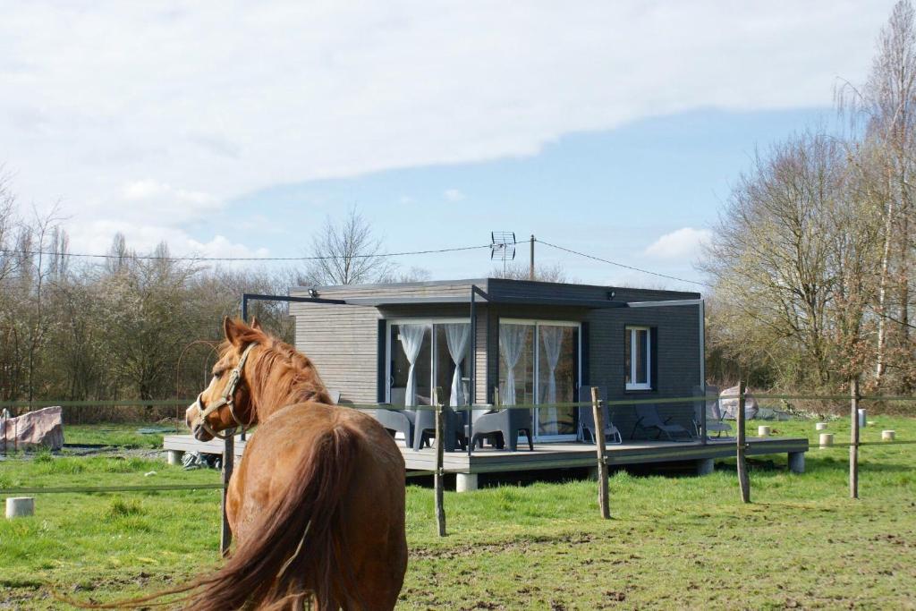 Cottage tout confort au milieu des chevaux Lieu-dit Les Buissons Domaine des buissons, 89170 Saint-Fargeau