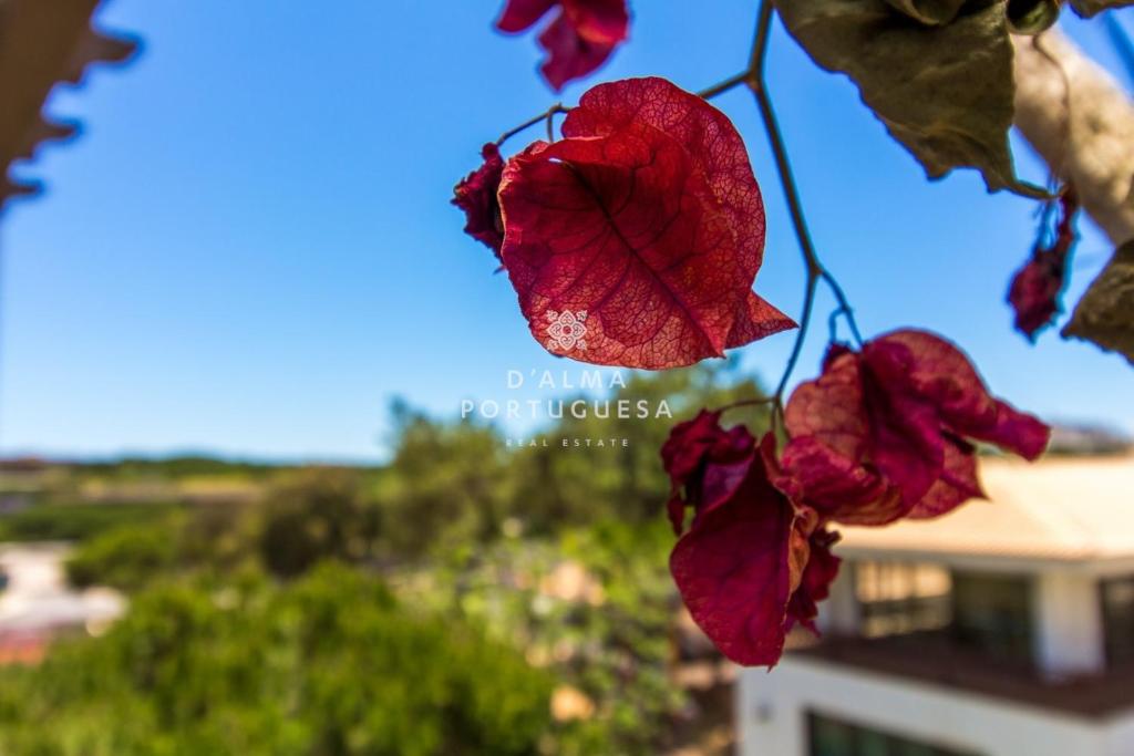 D'Alma Falésia Beach Apartment Urbanização Pine Sune Park Bloco 16 Z, 8200-184 Albufeira