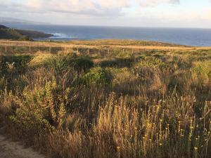 Dezassete - Ericeira