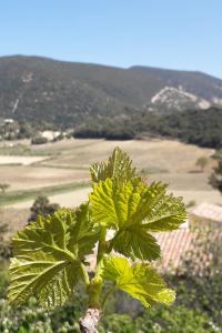 Appartement Eco gîte dans les vignes chemin de planas 9 26770 Rousset-les-Vignes Rhône-Alpes