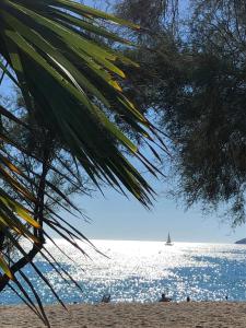 Etoile de Mer F2