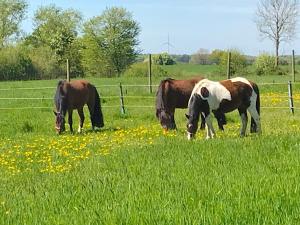 Familienfreundliche Ferienwohnung am Reuterteich