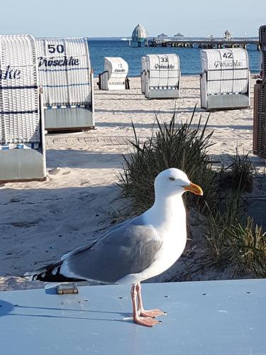 Ferien auf zwei Ebenen in der Möwenkoje