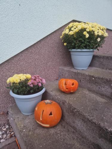 Ferienwohnung am grünen Haus