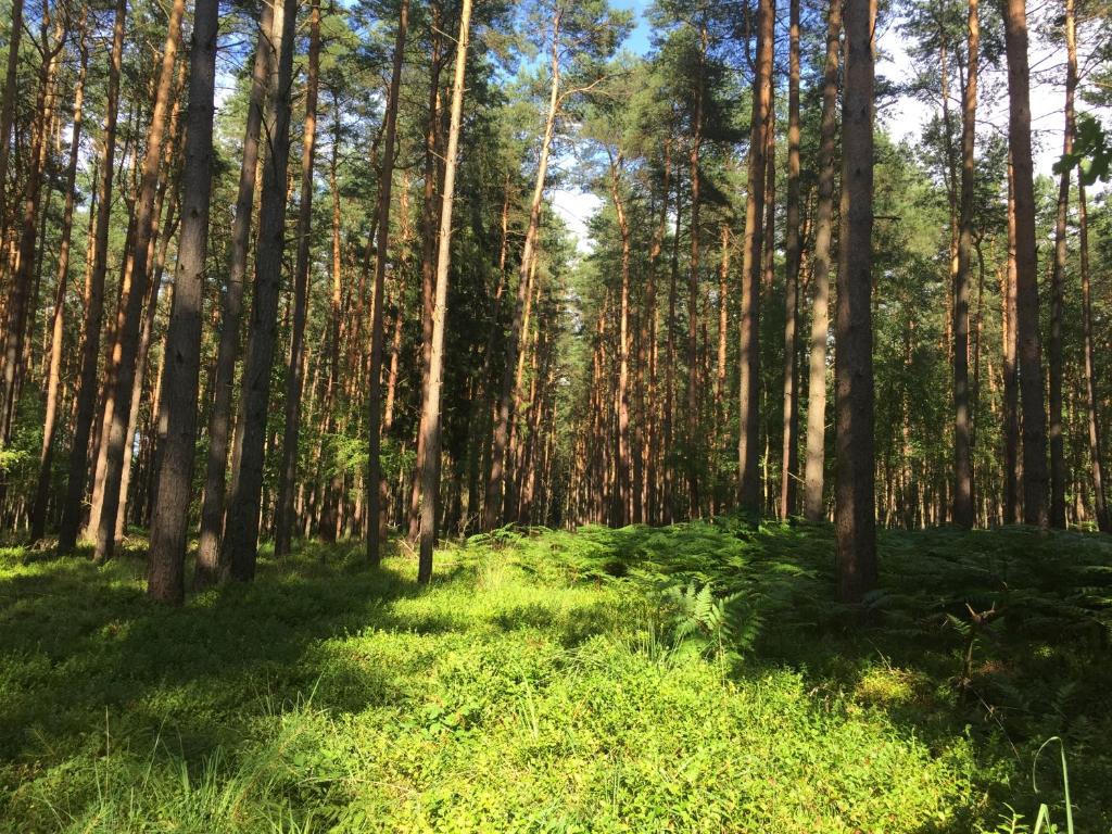 Ferienwohnung am Haff Dorfstraße 6, 17375 Grambin