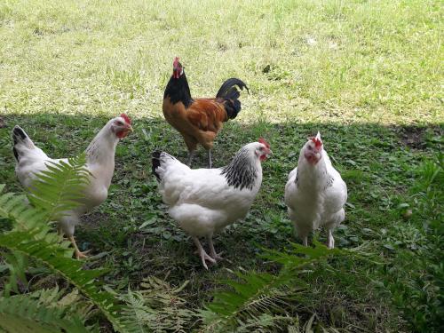 Ferienwohnung Bergzeit