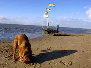 Appartement Ferienwohnung Bullauge, Vermietungsservice Dangast Dauenser Str. 9, WH 9 26316 Dangast Basse-Saxe