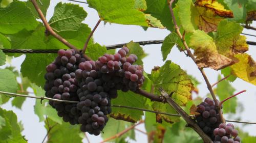 Ferienwohnung Elbsommer am Weinberg