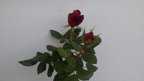 Ferienwohnung Gartenblick