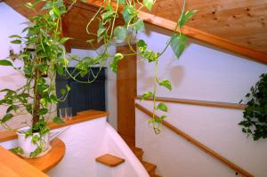 Ferienwohnung Haus Wuhrbichl, Birgit Kink