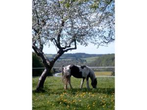 Appartement Ferienwohnung Held Buch 3 83329 Waging am See Bavière