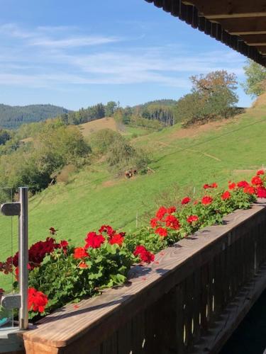 Appartement Ferienwohnung HOF 40 Büchern 77796 Mühlenbach Bade-Wurtemberg