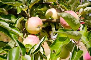 Ferienwohnung in der Ciderwirtschaft