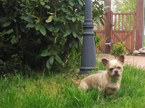 Ferienwohnung Ranchhouse - Hunde und Pferde willkommen