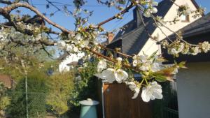 Ferienwohnung Rheinzeit beim Toni